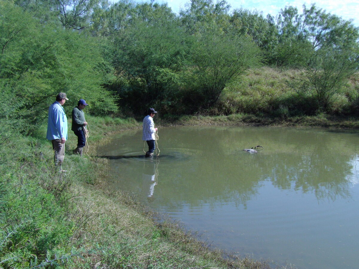 Mario & Jose, the ranch security patrol, roped the buck’s horns on the 2nd try and pulled the buck out of the pond.