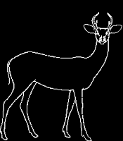 deer1 deer1