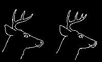 deer11 deer11