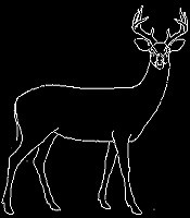 deer3 deer3