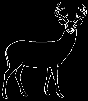 deer4