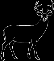 deer5 deer5