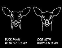 deer8 deer8