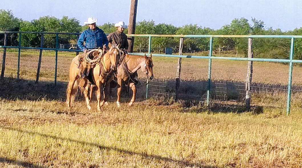 Johnny sorts cattle on horseback of the palomino cowhorse.