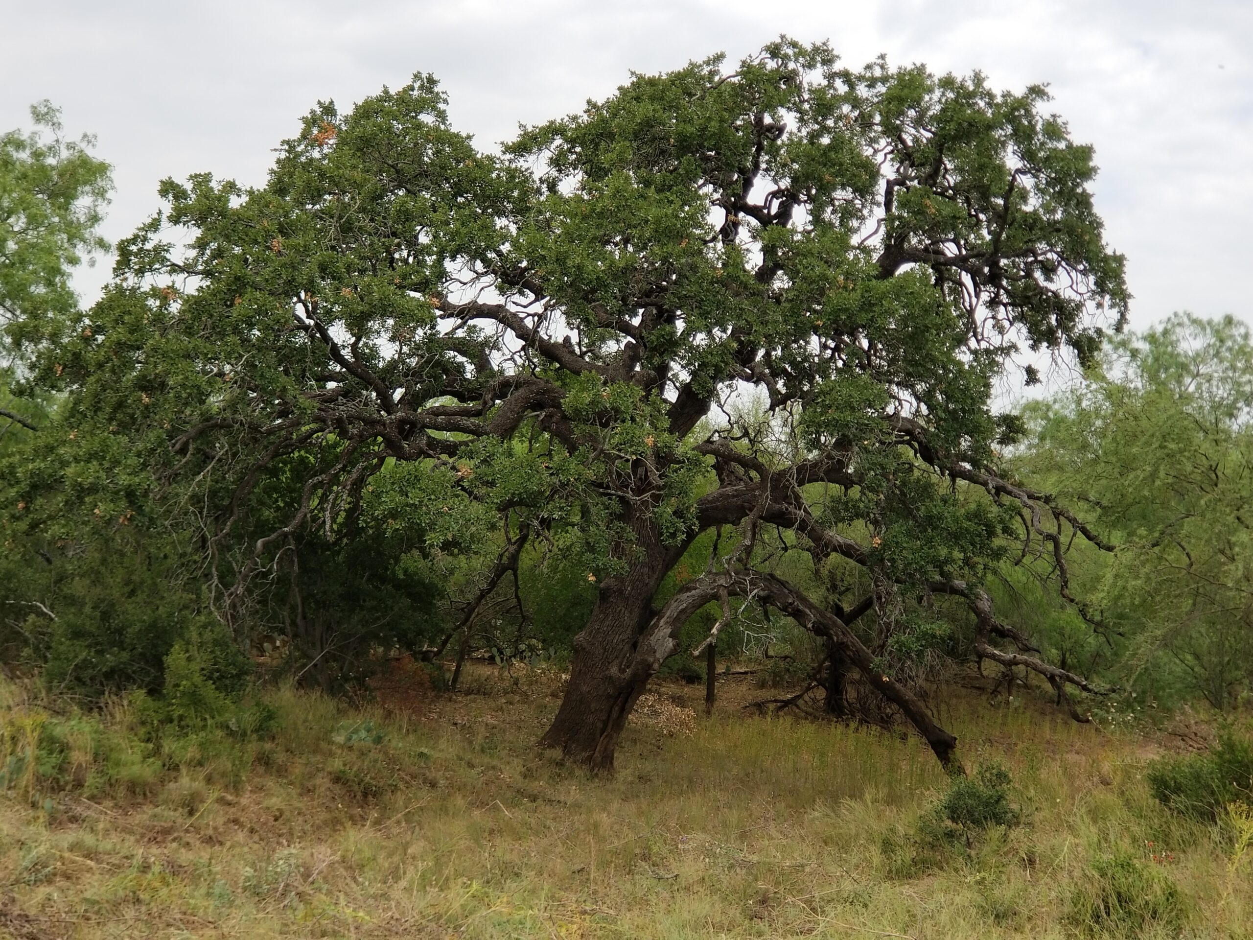 old-live-oak-tree