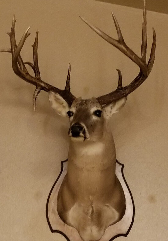 2017 18 Buck Thumb